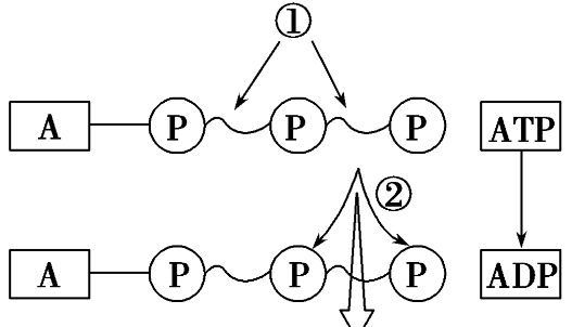 SLU-PP-332 ATP | Shaanxi BLOOM Tech Co., Ltd SLU-PP-332 ATP | Shaanxi BLOOM Tech Co., Ltd