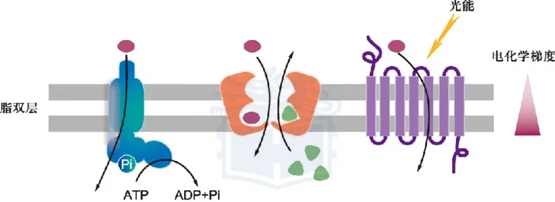 SLU-PP-332 function | Shaanxi BLOOM Tech Co., Ltd SLU-PP-332 function | Shaanxi BLOOM Tech Co., Ltd
