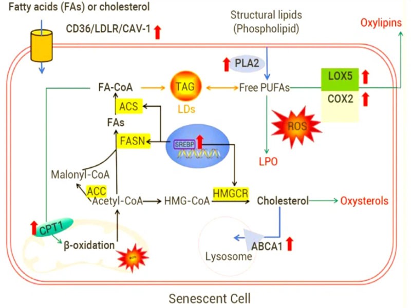 Bioglutide NA-931 500mcg | Shaanxi BLOOM Tech Co., Ltd Bioglutide NA-931 500mcg | Shaanxi BLOOM Tech Co., Ltd