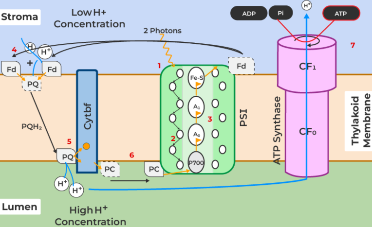 SLU-PP-332 Price | Shaanxi BLOOM Tech Co., Ltd SLU-PP-332 Price | Shaanxi BLOOM Tech Co., Ltd