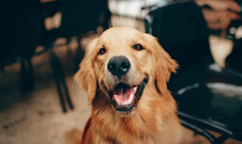 Fluralaner 250mcg | Shaanxi BLOOM Tech Co., Ltd Fluralaner 250mcg | Shaanxi BLOOM Tech Co., Ltd