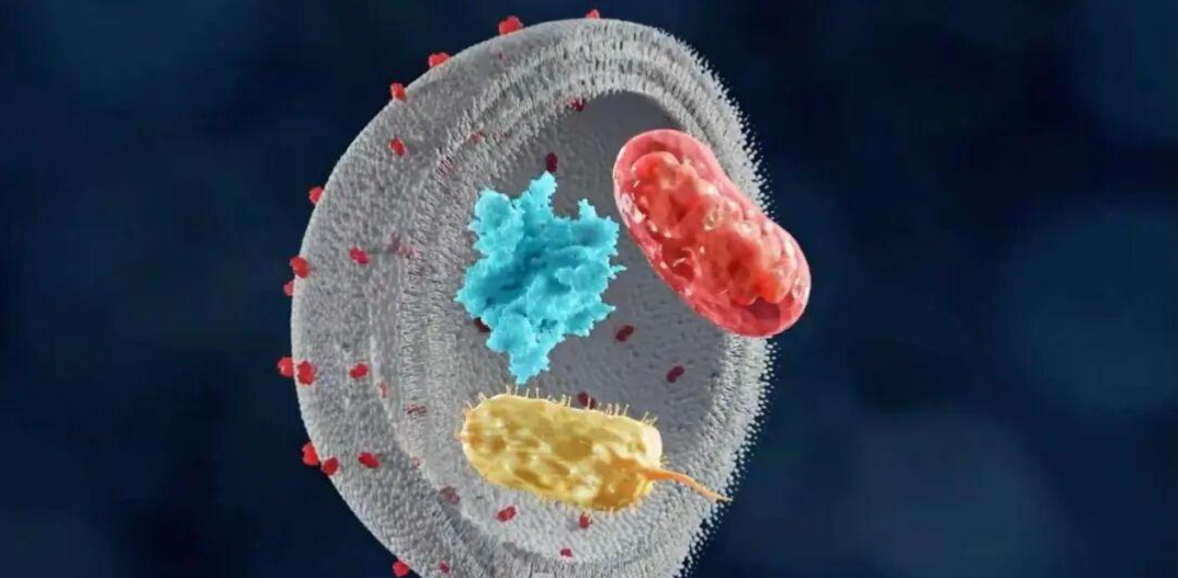 SLU-PP-332 Promoting Cellular Autophagy | Shaanxi BLOOM Tech Co., Ltd SLU-PP-332 Promoting Cellular Autophagy | Shaanxi BLOOM Tech Co., Ltd