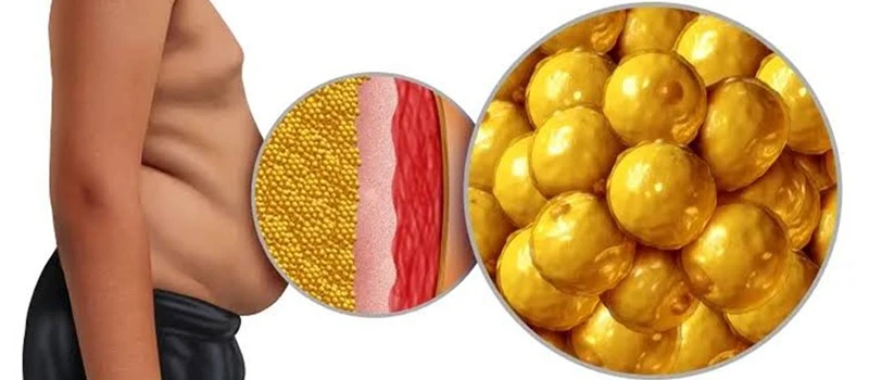 Bioglutide NA-931 Fat storage | Shaanxi BLOOM Tech Co., Ltd Bioglutide NA-931 Fat storage | Shaanxi BLOOM Tech Co., Ltd