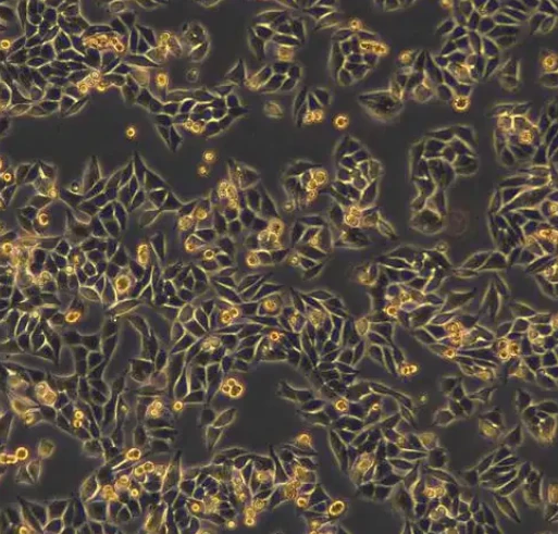 Nonapeptide-1 nhibitory Effects | Shaanxi BLOOM Tech Co., Ltd Nonapeptide-1 nhibitory Effects | Shaanxi BLOOM Tech Co., Ltd