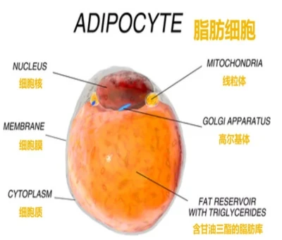 Setmelanotide Online | Shaanxi BLOOM Tech Co., Ltd Setmelanotide Online | Shaanxi BLOOM Tech Co., Ltd